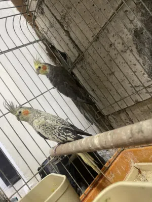 جوز كوكتيل للبيع او بدل