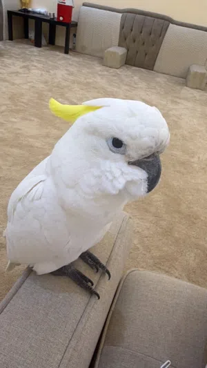 كوكاتو سلفر كريستد