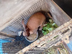 أرنب أنثى هجين بابيون