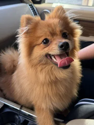 dog pomeranian