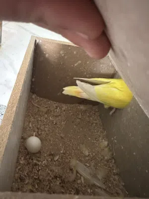 جوز روز لاتينو