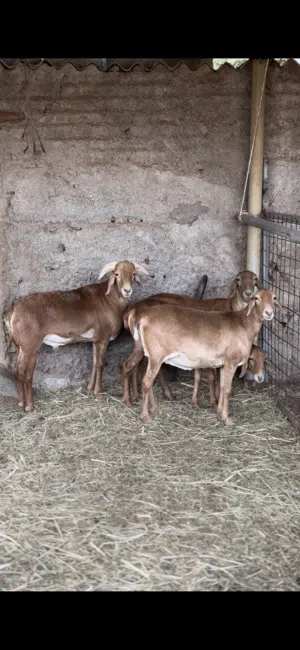 حلال كشميري هندي