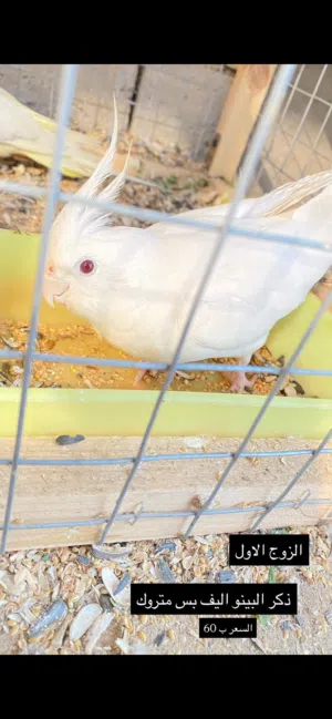 طيور كوكتيل للبيع والمراوس حسب القناعه