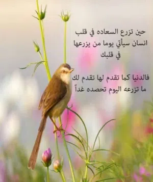 مدرس لغة عربية جميع المراحل