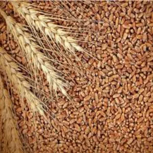 مطلوب 50 طن قمح عمون أو مشقر
