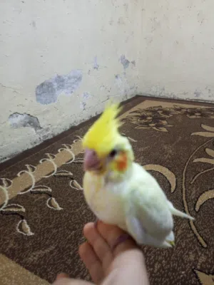 طائر كروان