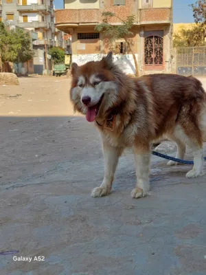 كلبة هاسكى سيبيري بنى 10 شهور