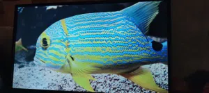 شاشه غزال 32 سمارت