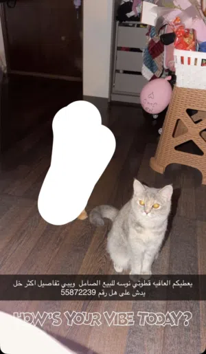 للبيع ميست نثيه