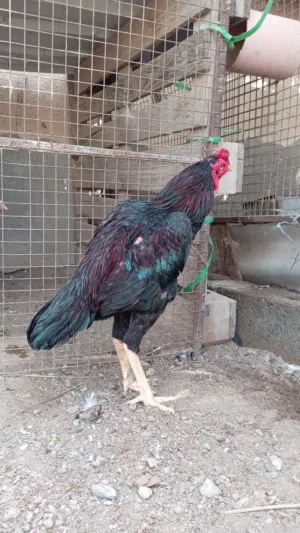 للبيع طير أموره طيبه مايشكي من شي لا اقبل بدل