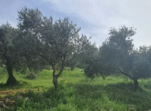 Farm Land for Sale in Ajloun Other