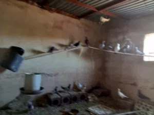 حمام للبيع او جوز للبدل على حساب فري فاير يكون لفلو يكون اكثر من 60 ومعه لقب خمس سنين واكثر