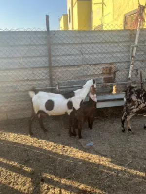 صخول شاميات خط اول