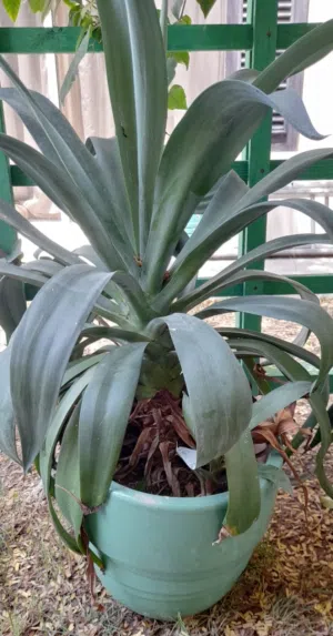 Very nice plant in a ceramic pot