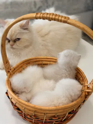 Himalayan kitten 2 month old