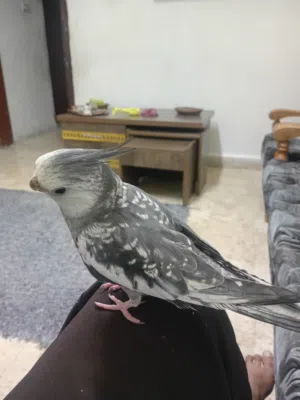 كوكتيل واي فيس ازبيل حبه ججججامبو