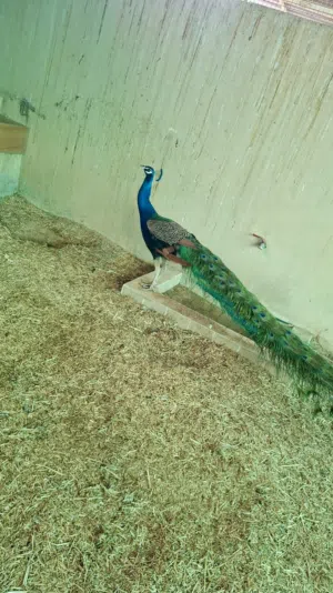 Adult male peacocks