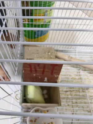 Budgie birds