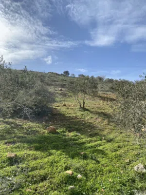 Farm Land for Sale in Nablus Yasid