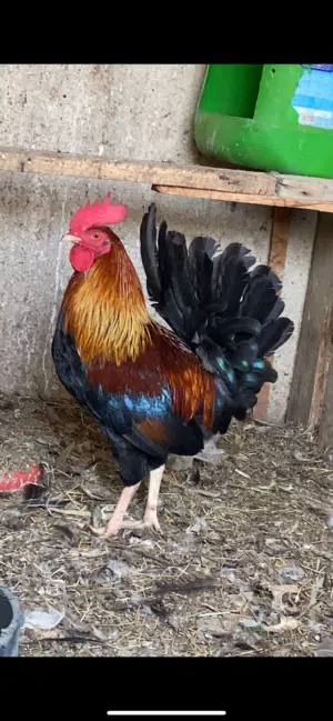 متاح بيض من هاي المهات
