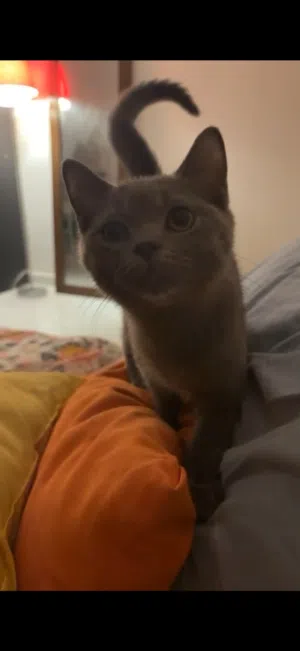 بيع قط سكوتش ستريت السعر العمر اربع شهور ماخذ تحصين الفطريات وعنده الجواز