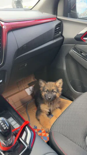 للجادين فقط: جيرمن شيبرد نادر بمواصفات استثنائية