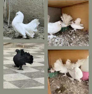 زوج عرايس + طيرين  / طيرة دمكش / طير ايراني / طيرة لواتة