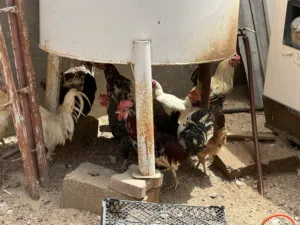 للبيع عربي وزهري بسعر كزيوني