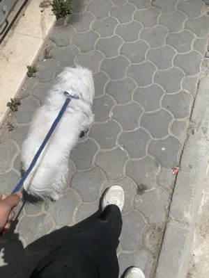 كلب فرنسي للبيع