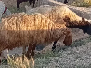 ثلاث انعاج للبيع