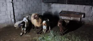 اغنام للبيع عدد 6 مع صخول 2
