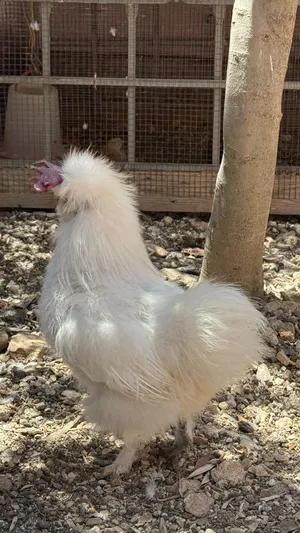 ‏دجاج‏0