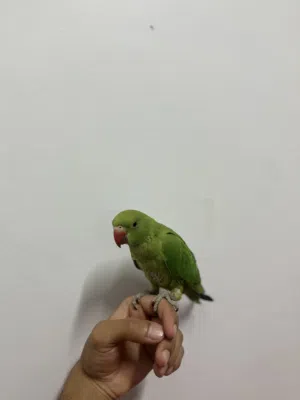 ببغاء الدره للبيع صحه ممتازه 20 ريال أو للبدل بما يناسبه