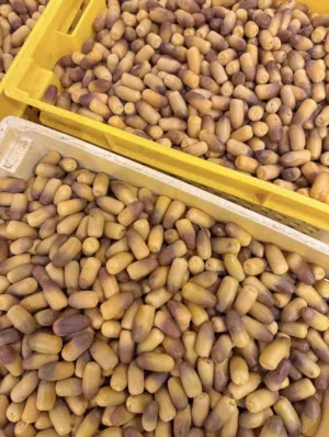 متوفر معنا رطب النغال بشكل يومي