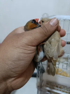 زوجين فناجس حجم سوبر