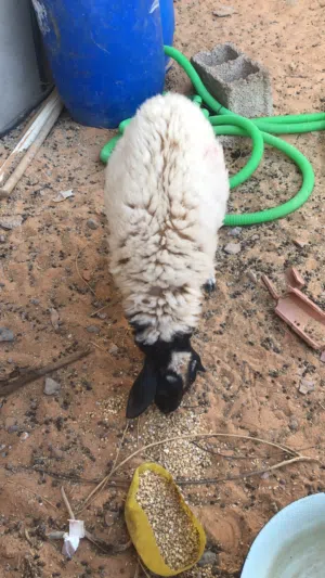 السلام عليكم خروف ربي يبارك عمره من 3لي 4شهور سعره 1100وسهل ان شالله متزرط في فلوس سبب بيع