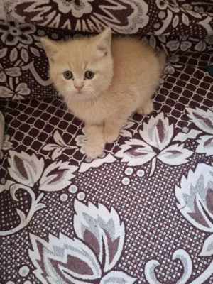 قط سكوتش فولد