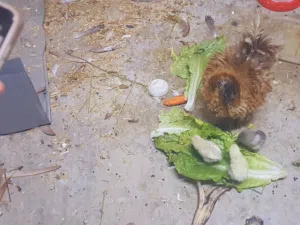 دجاج مع عيالها الكتاكيت