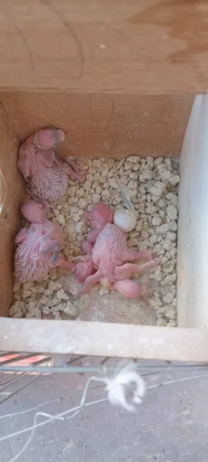 بقلينو كيف مفرخ 5