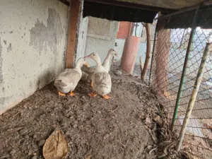 عرض بط3 حبات ودجاج 12 حبه للبيع بط ودجاج بياض