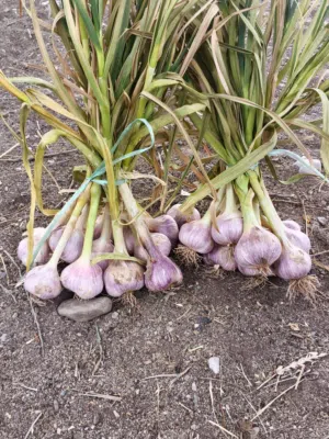 ثوم عماني للبيع