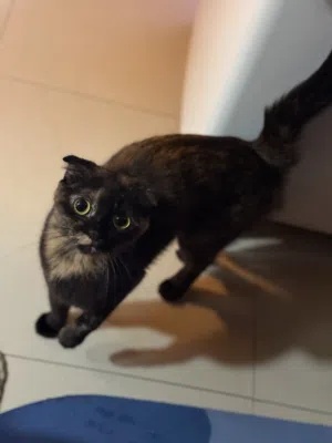 كراميل للتبني