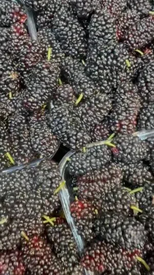 مطلوب ثمار توت اسود او ابيض ، شجر بيت في عمان الشرقية للشراء بالكيلو