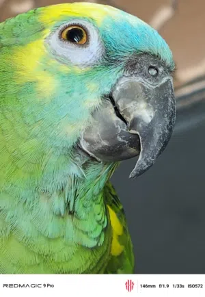 للبيع ببغاء أمازون بلو فرونتد (Blue Fronted