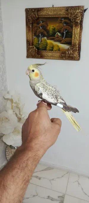 كوكتيل ايزابيل أليف ماشاء الله