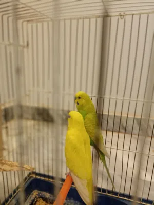 انثى مالطي ذكر ريمبوو ليمي جوز الله يبارك تحت اربع دحيات