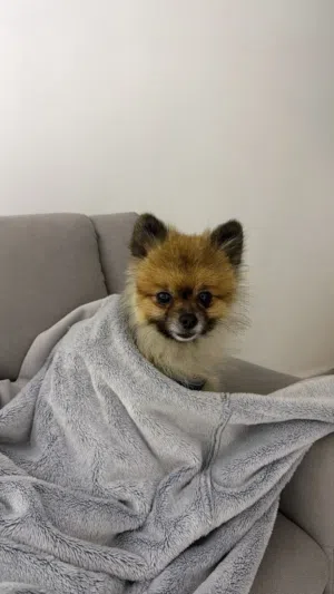 Male dog 8-9 month only