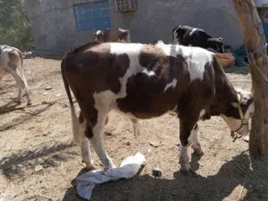 عجول عراقيه سمان شرط الصحه