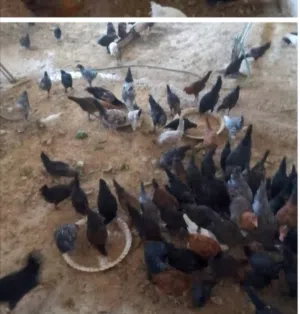 صيصان بلدي ورقابي