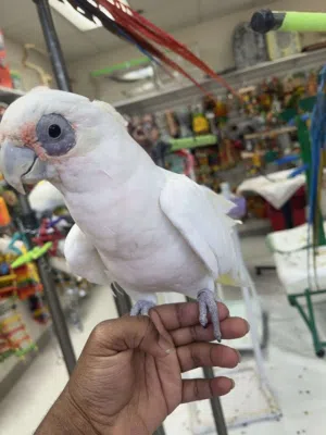 Beautiful Bare Eyed Cockatoo Parrots Available in UAE